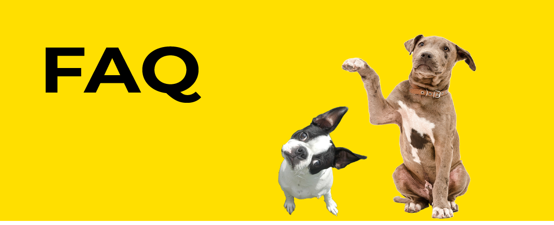 FAQ text with two dogs sitting looking up with a paw raised